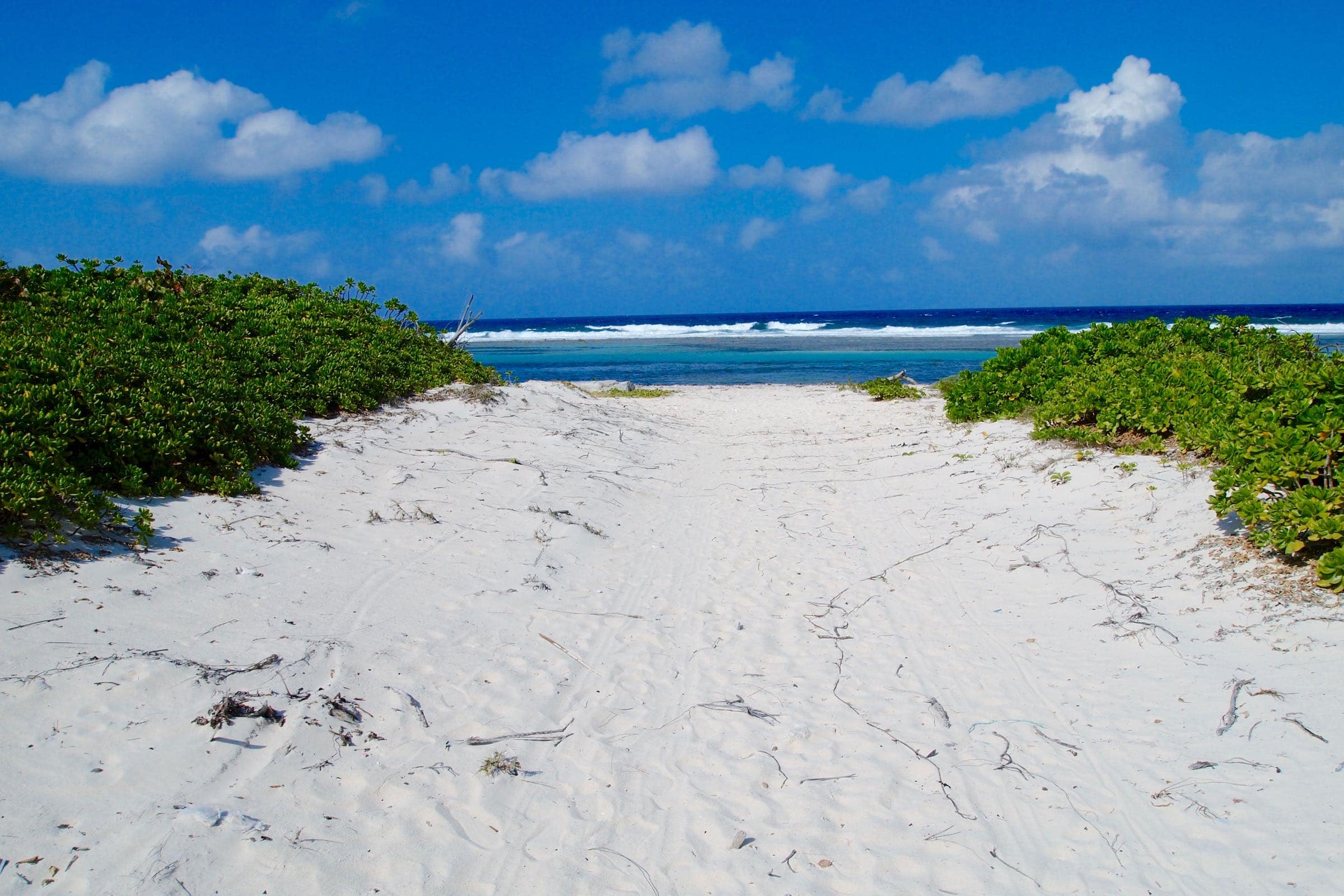 Beware The Mystical Silk Cotton Tree: Haunted Caribbean