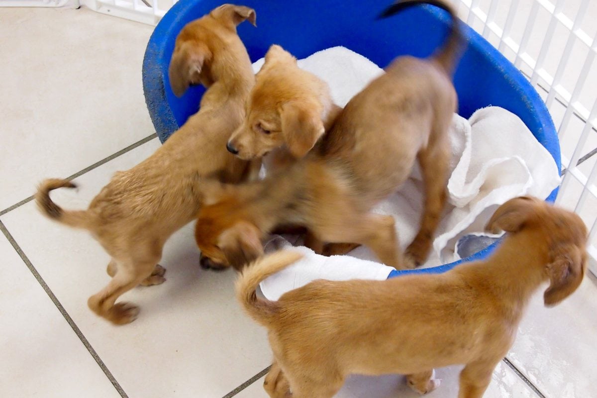 Puppy playtime in Provo | SBPR