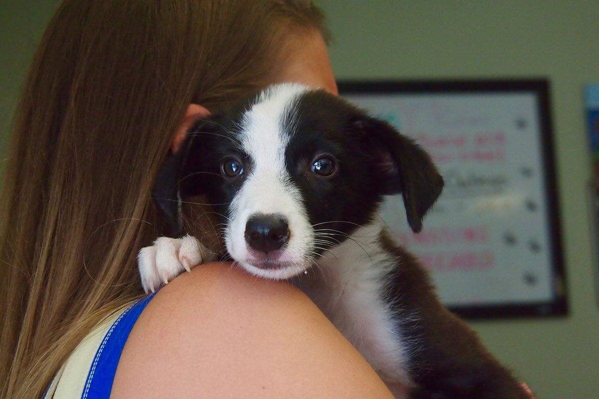 Puppy snuggle time | SBPR