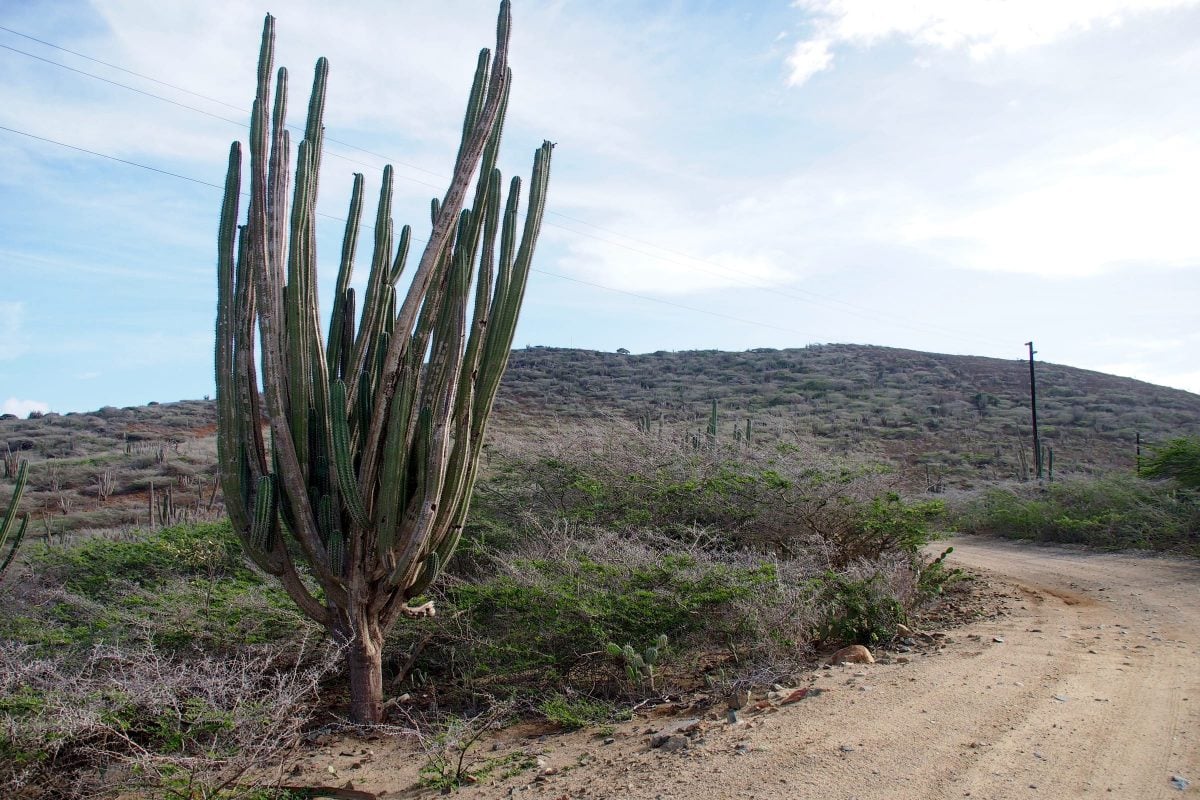 Conchi Natural Pool Aruba hike cactus