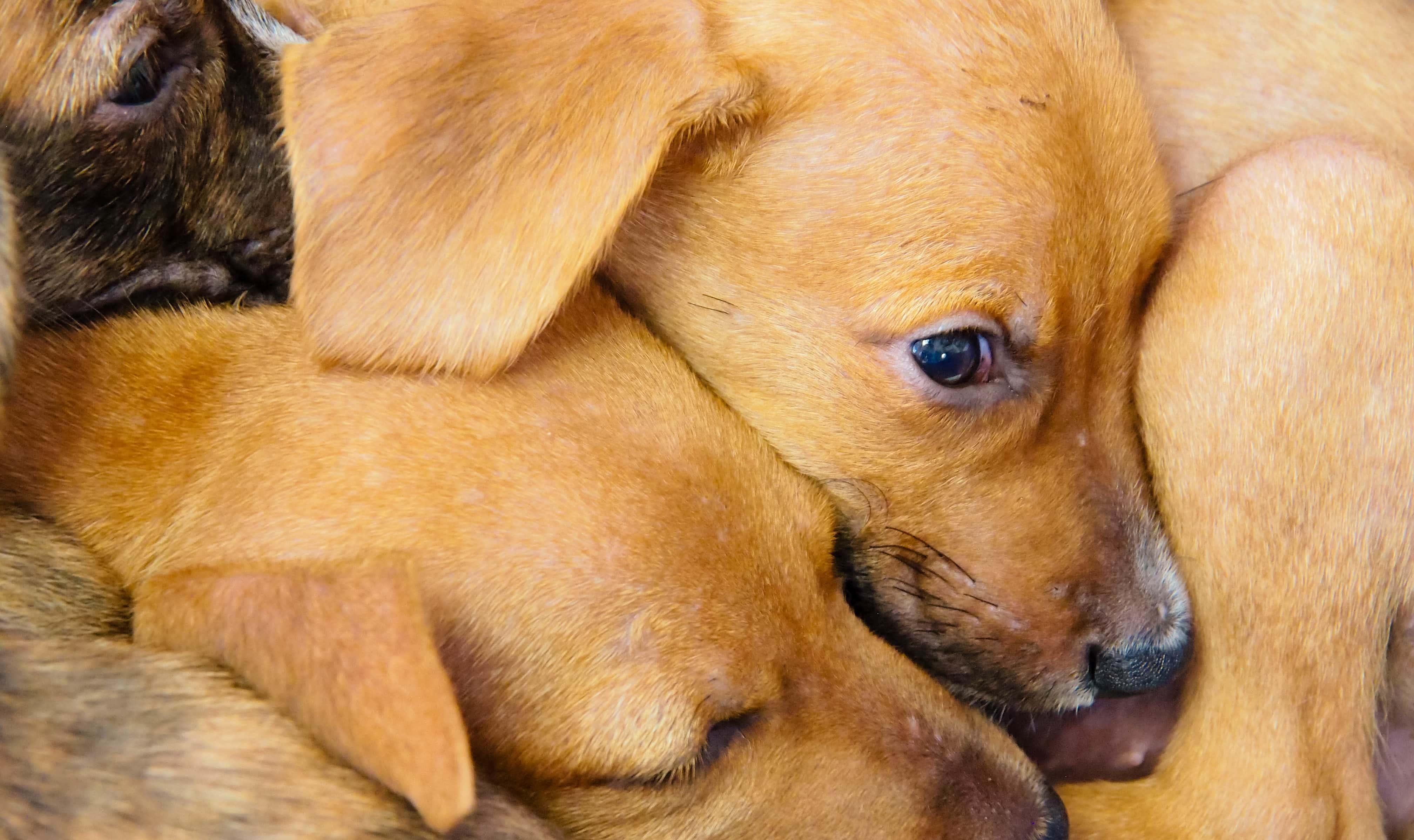 Potcake Pups in the Turks and Caicos