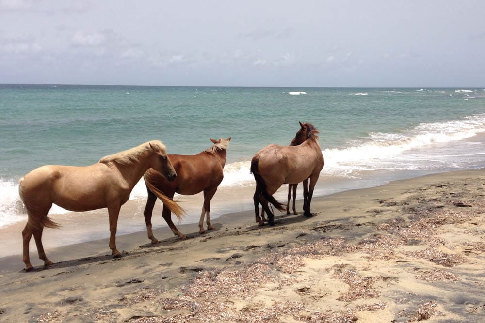 Vieques Horses roaming free on the beach | Credit: Flickr user karlnorling