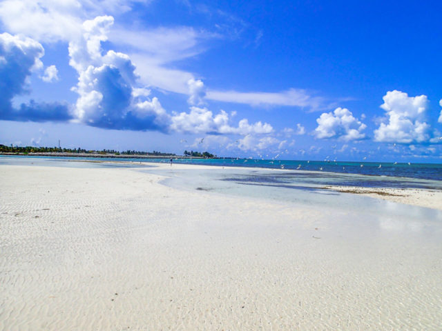 Chasing birds on Bimini sandbars