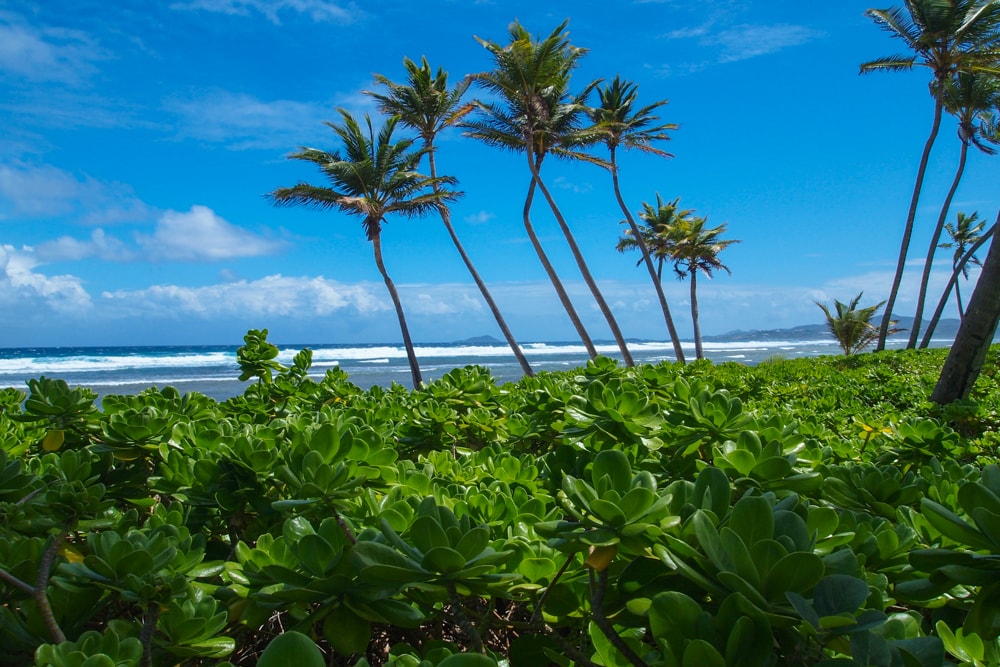 Coconut palms on St. Croix | SBPR