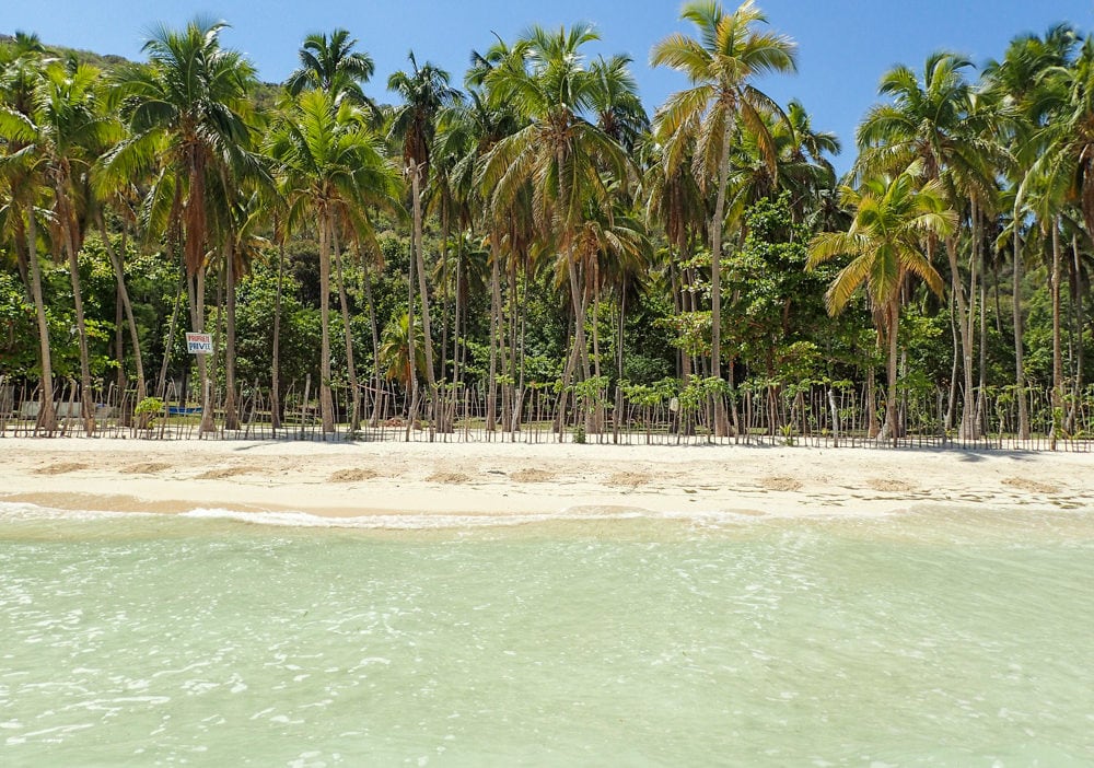 Palms along Bananier Beach palms | SBPR