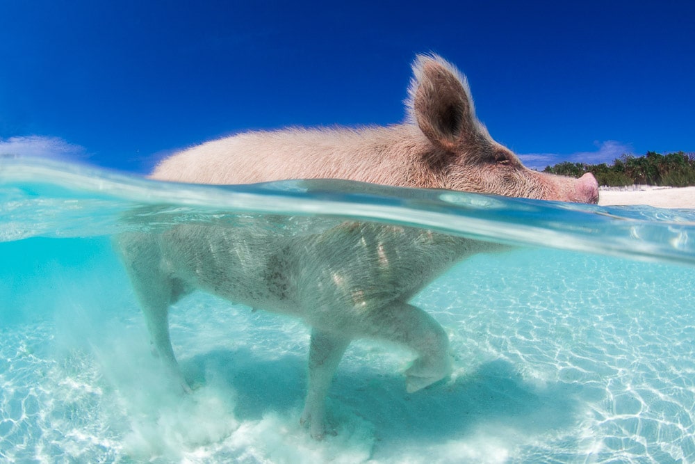 Swimming Pinky Pig | Photo credit: Zach Stadler