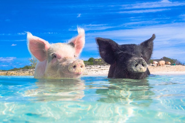 Synchronized Swimming Pigs? | Photo credit: Zach Stadler
