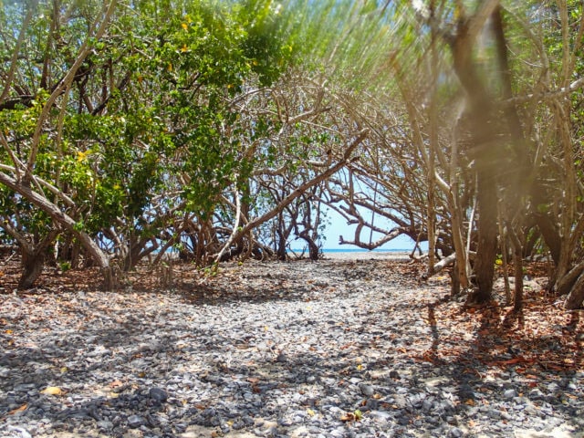 On a Mangrove Island in La Baie du Robert, Martinique | SBPR