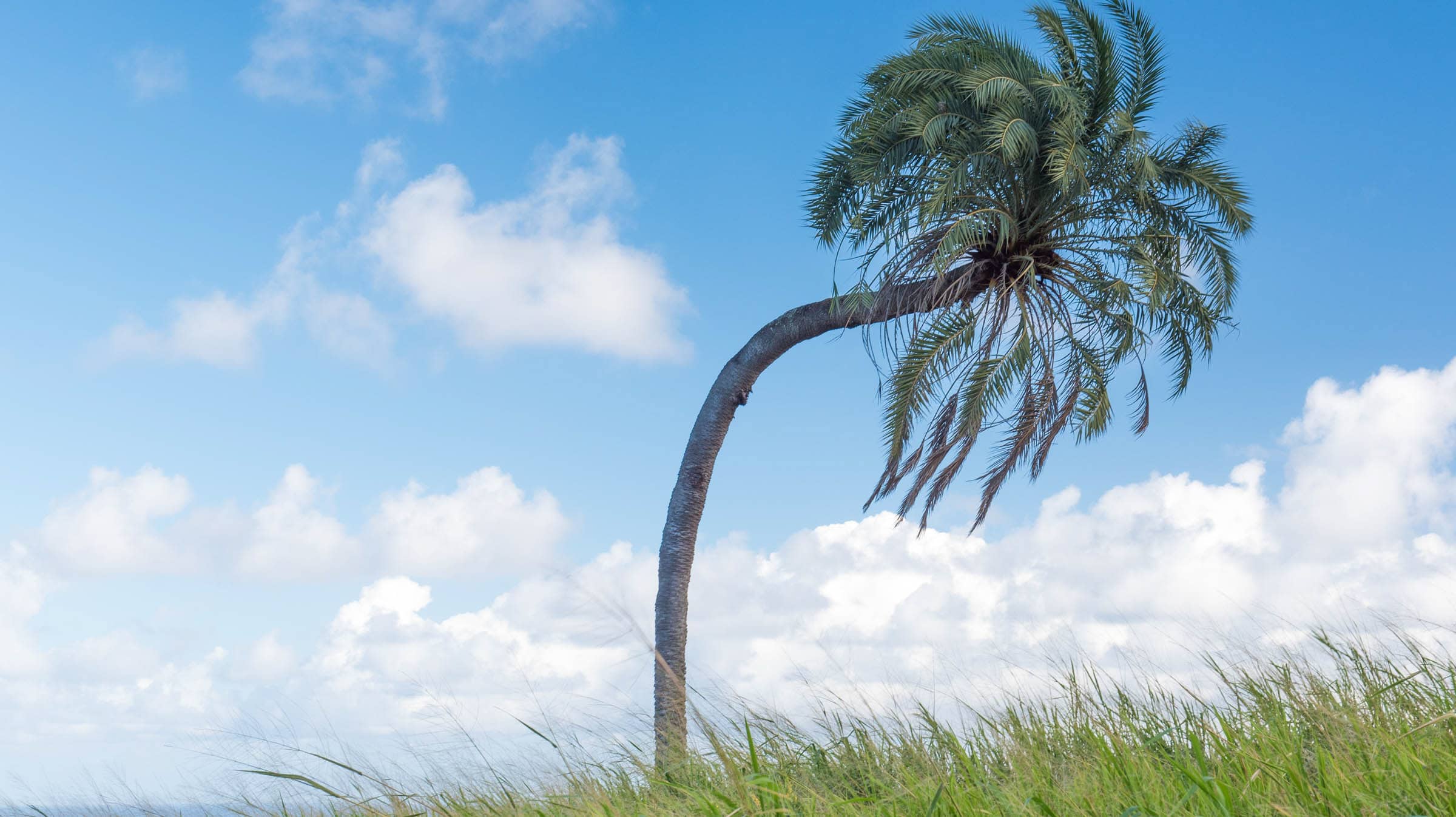 Bent Palm at Belle Mont Farm, St. Kitts | Credit: Patrick Bennett
