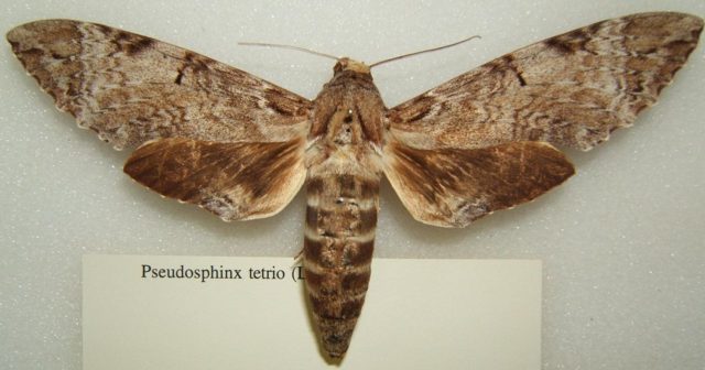 Pseudosphinx tetrio