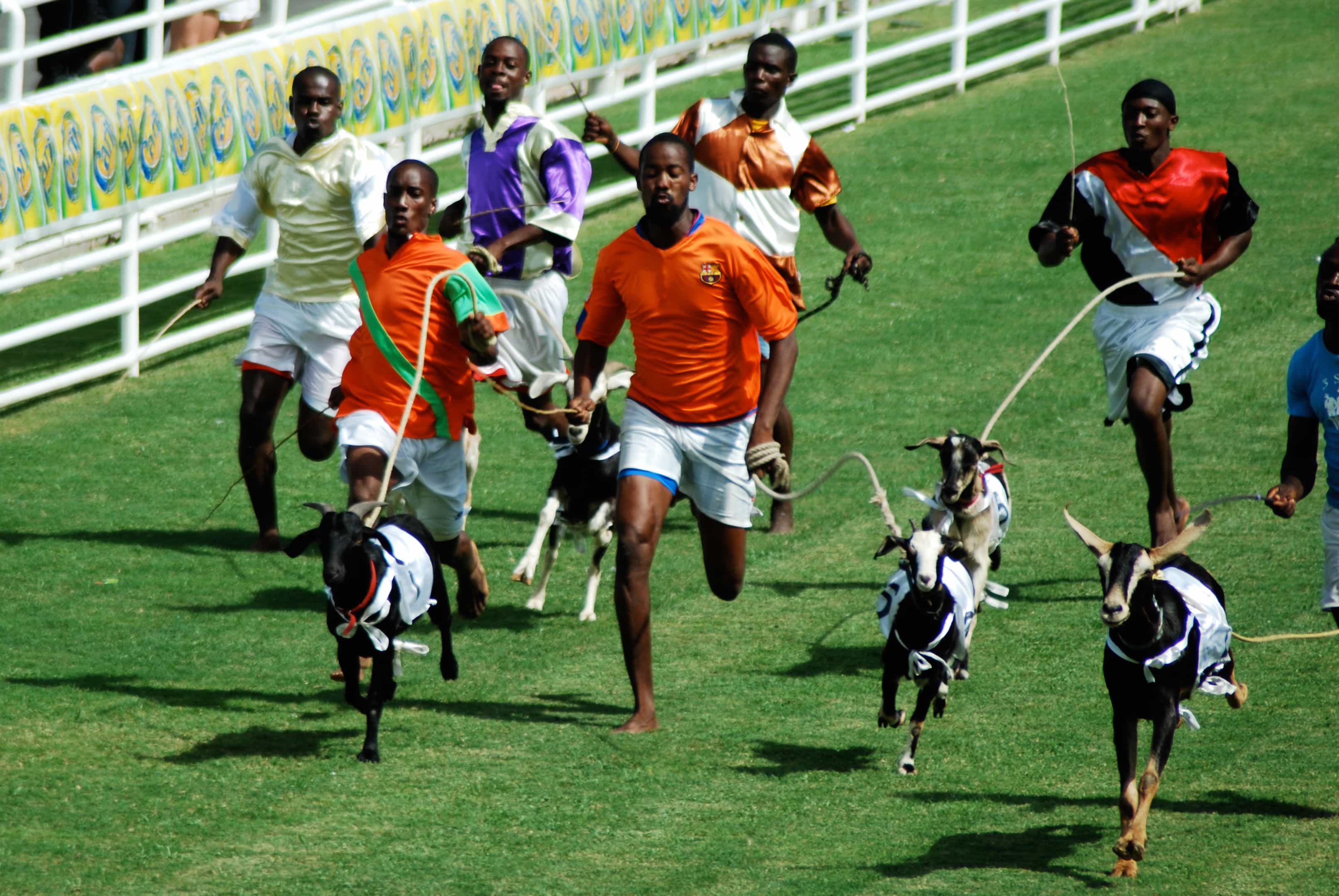 Easter Tuesday goat races, Buccoo | Credit: Flickr user Kate Nevens