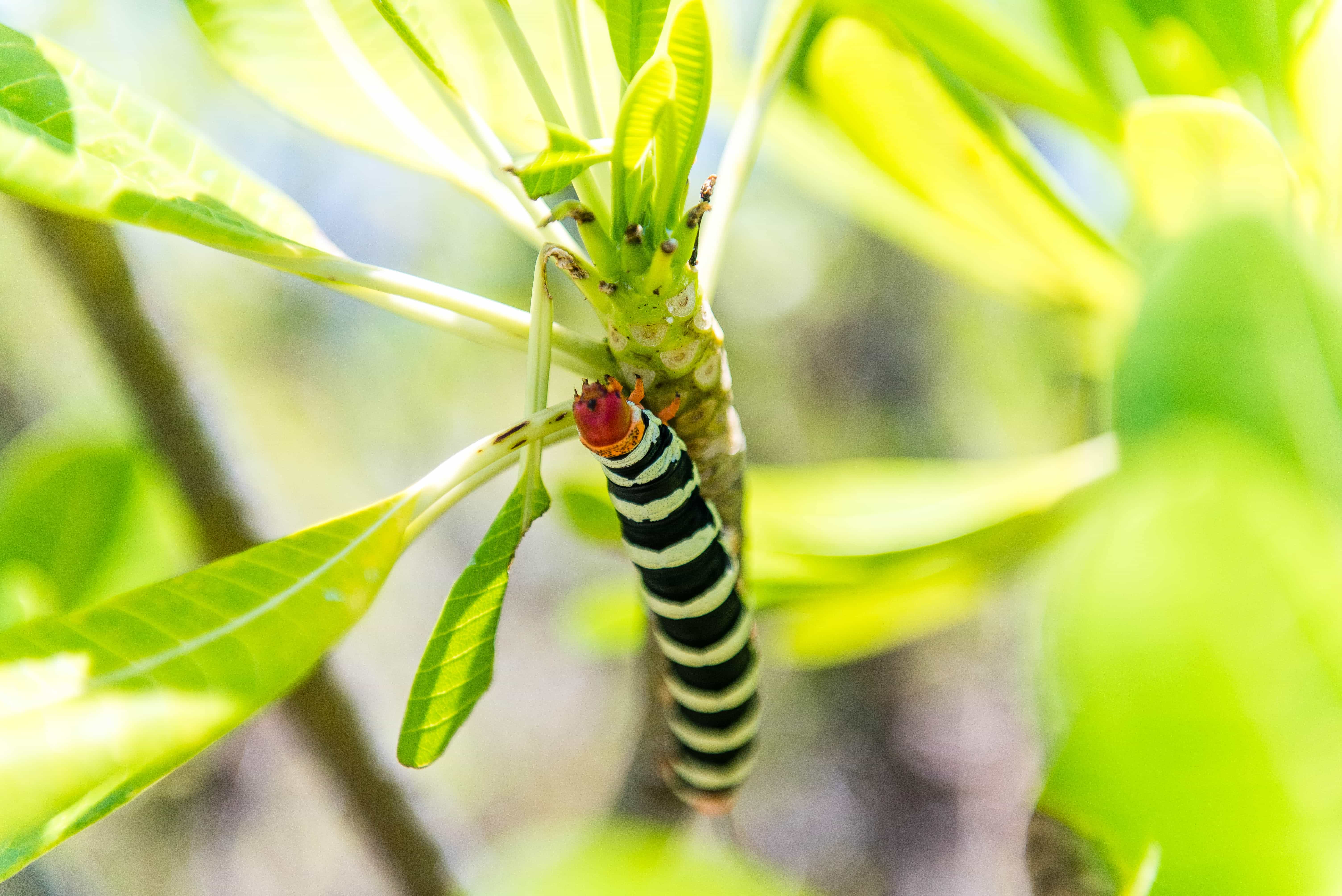 Frangipani worm