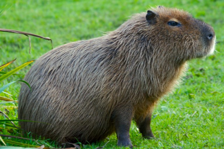 Capybara Curry, Guyana: Taste of the Caribbean