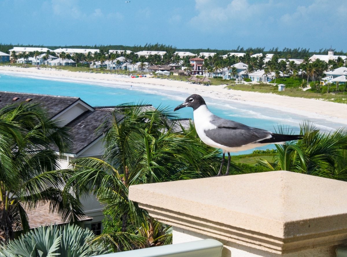 Birdie Breakfast Companion at Grand Isle Resort & Spa, Great Exuma | SBPR