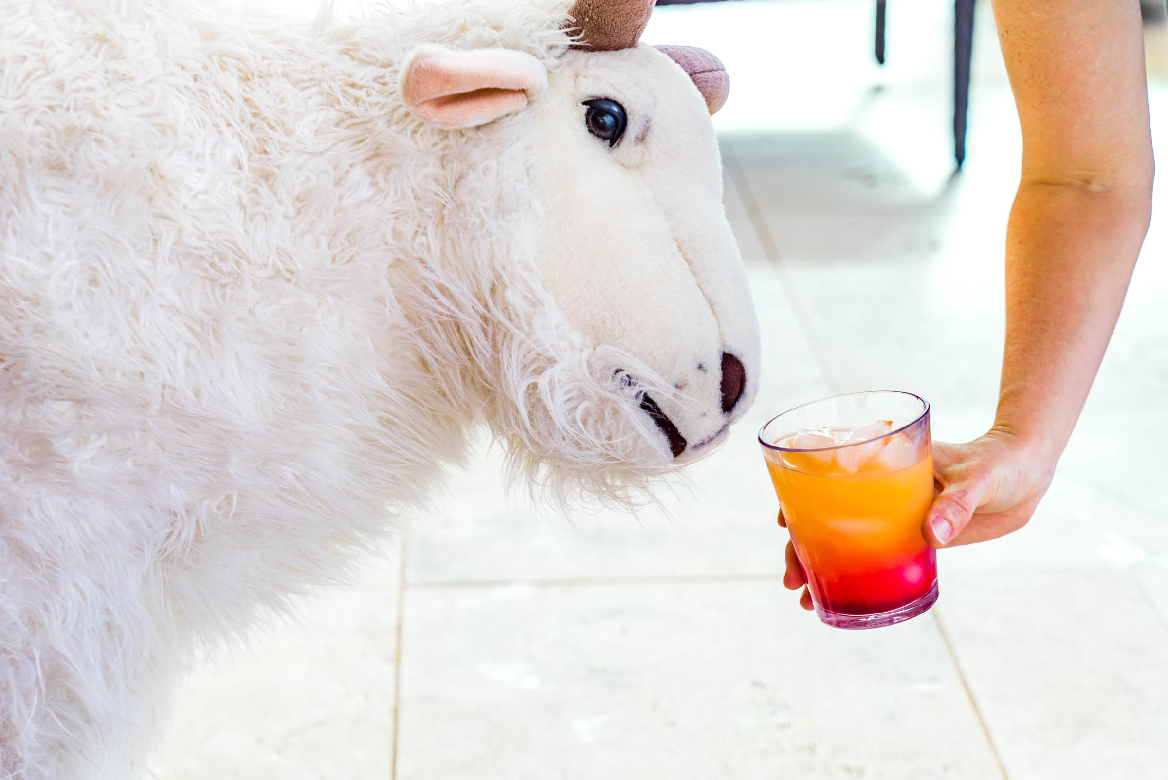 Oh... And there's a goat plus unlimited tequila.