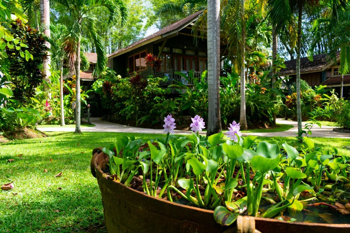 Lush surrounds at Sunset At The Palms, Negril, Jamaica | SBPR