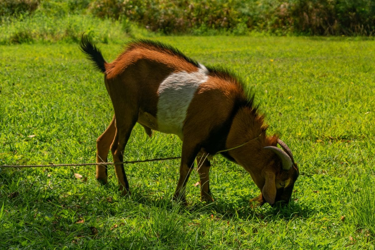 Goats like this one are probably the most uncommon things about Sunset At The Palms in Negril. Wait until you see why... | SBPR