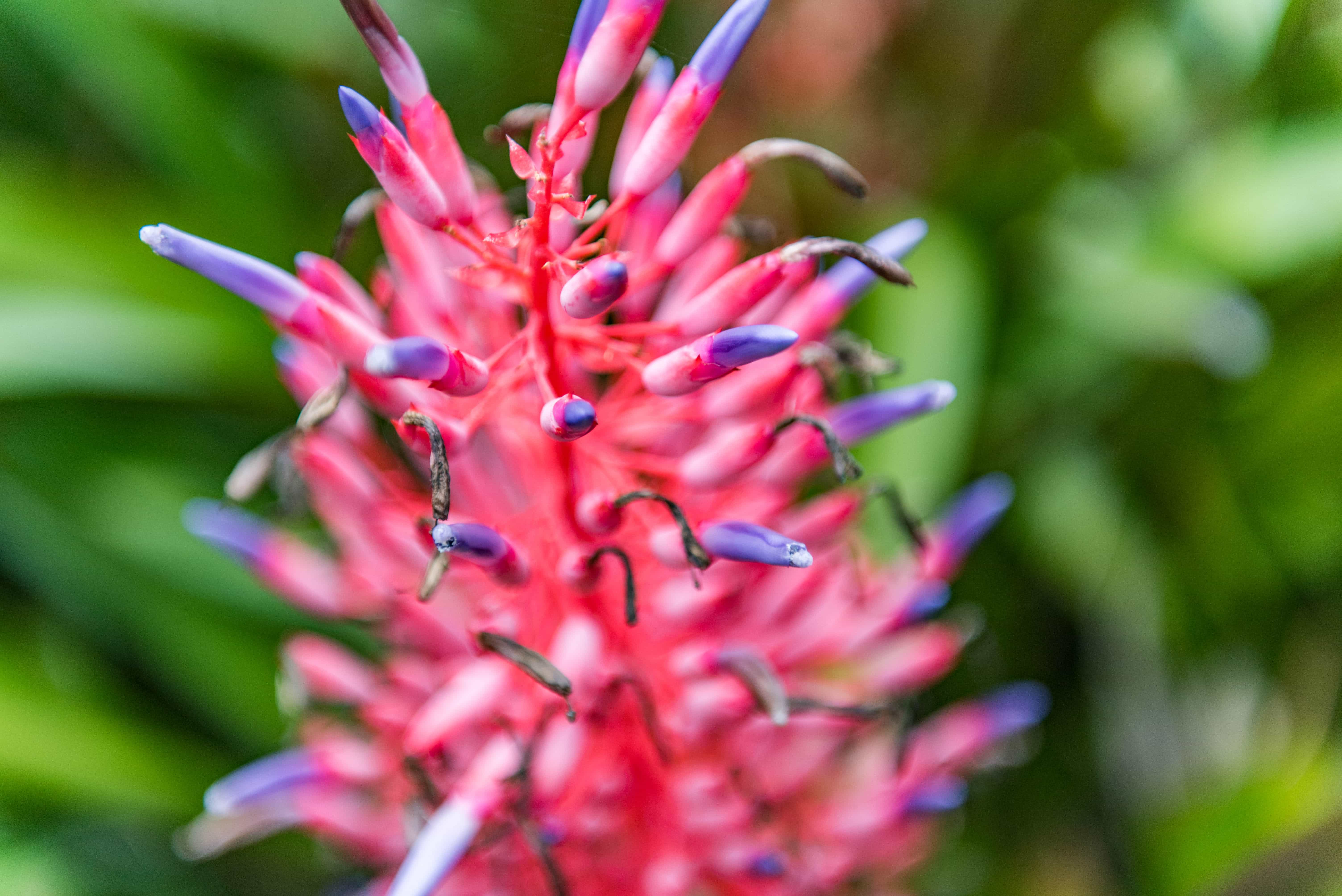 The garden overflows with a fireworks display of tropical color.
