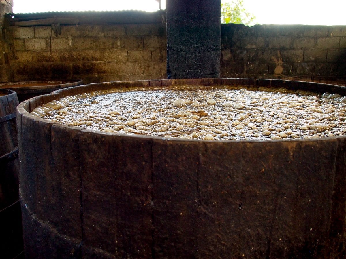 Clairin fermentation near Cap-Haitien, Haiti | SBPR