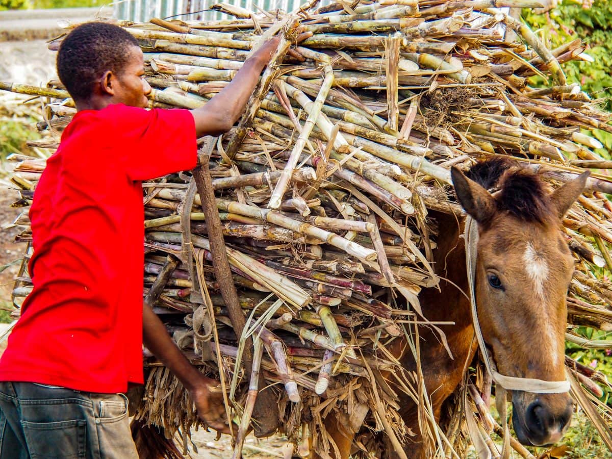 Hauling fresh-cut cane near Cap-Haitien, Haiti | SBPR