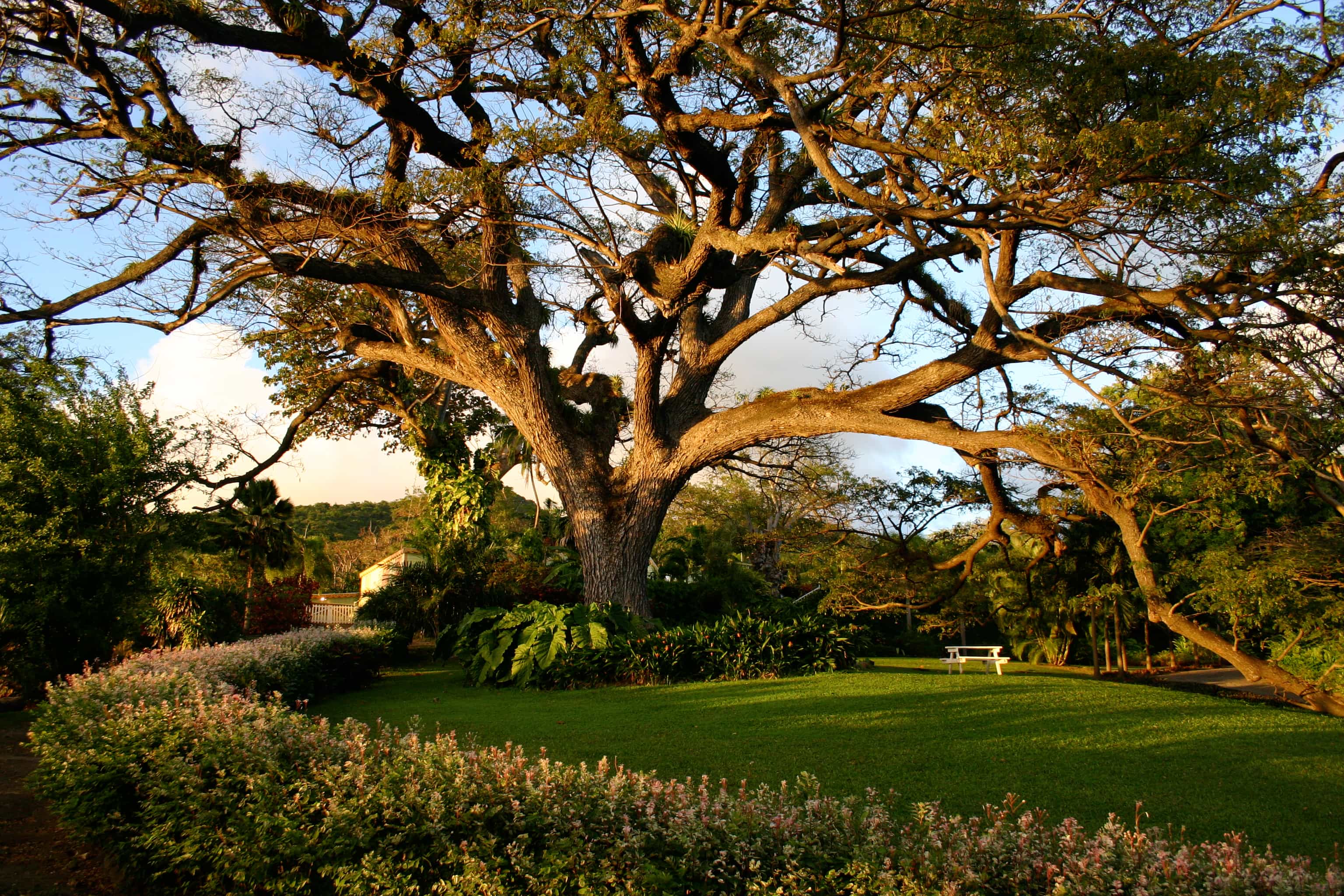Saman Tree at Romney Manor, St. Kitts | Courtesy: St. Kitts Tourism Authority