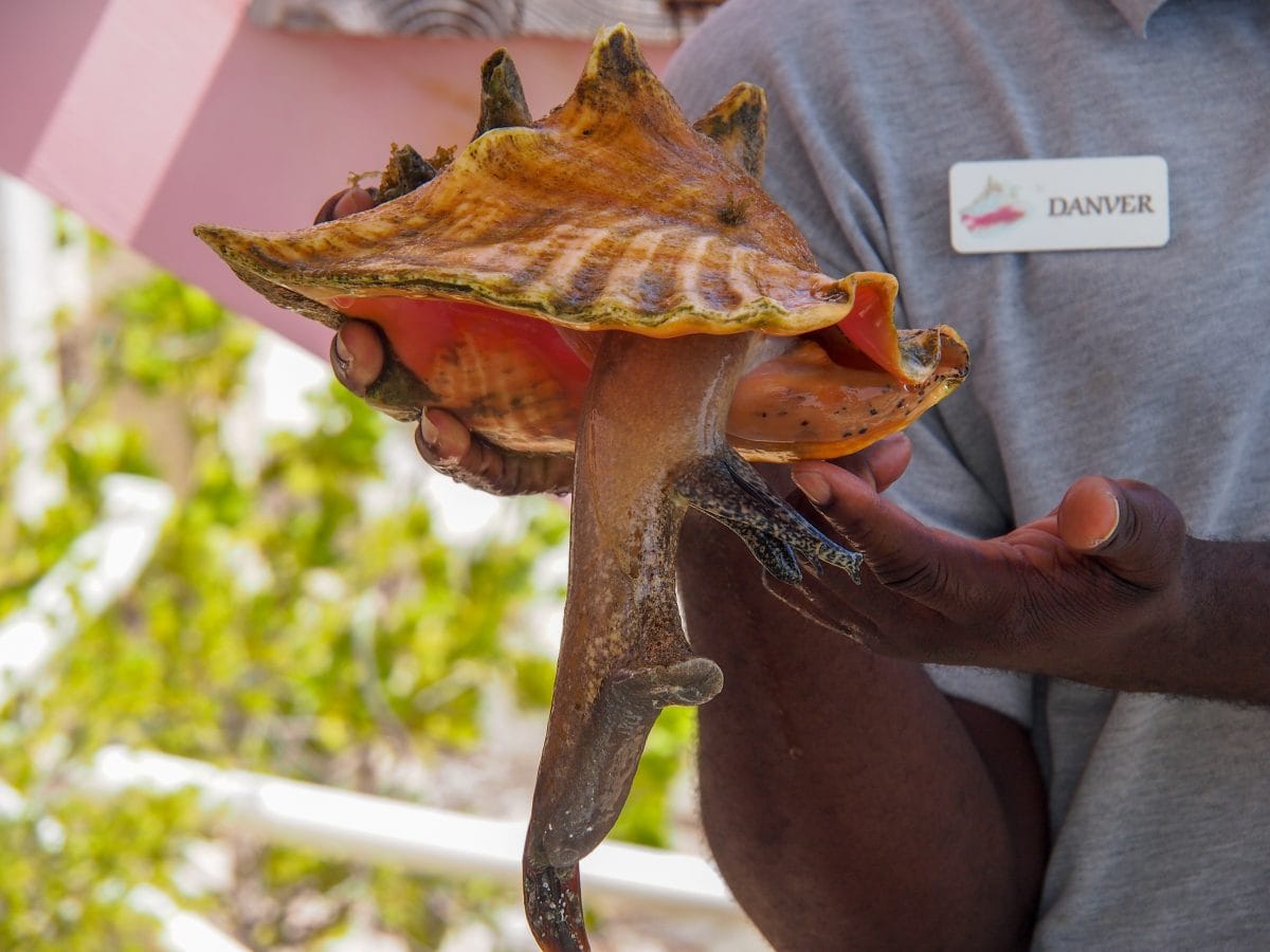 You wouldn't have a problem with puckering up and blowing on the former shell home of one of these guys, would you? | SBPR