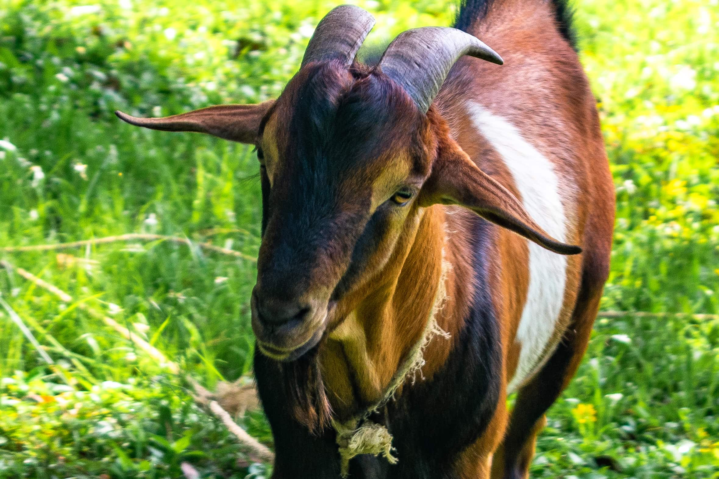 Good Time Goats at Sunset At The Palms in Negril, Jamaica | SBPR