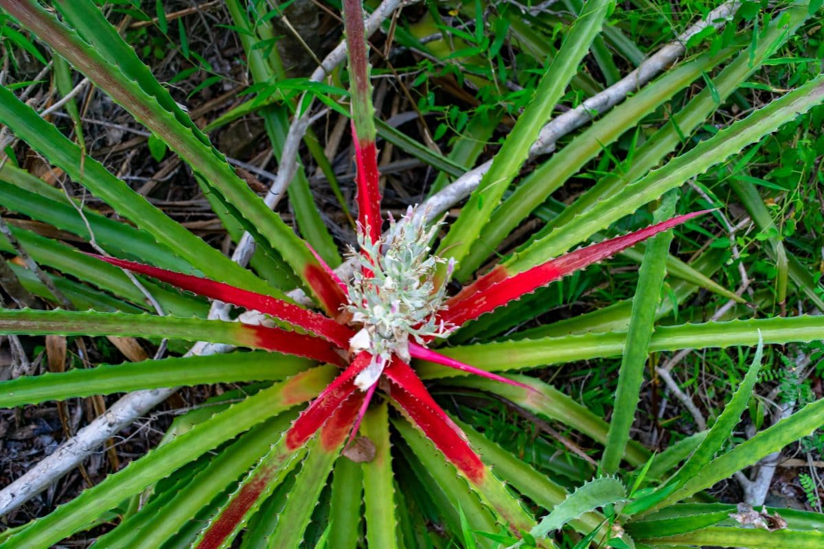 Wild pineapple grows near the creek along the trail to Neltjeberg Bay, St. Thomas | SBPR