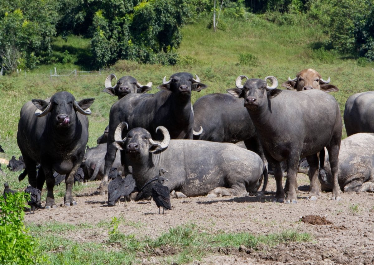 Buffalypso herd, Trinidad | Credit: Flickr user Greg Bond