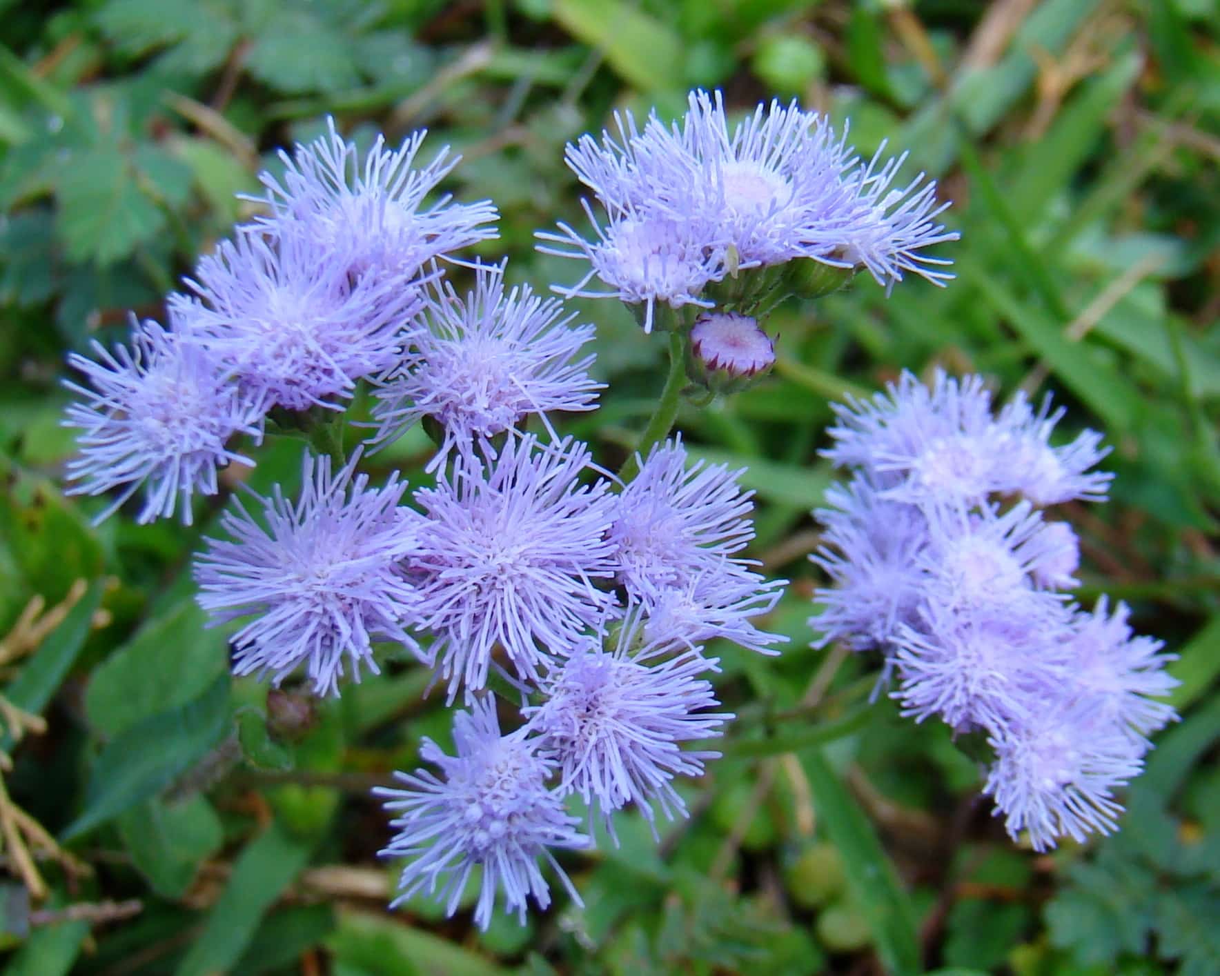 Santa Lucia Flowers, Costa Rica | Credit: Flickr user Anita Gould