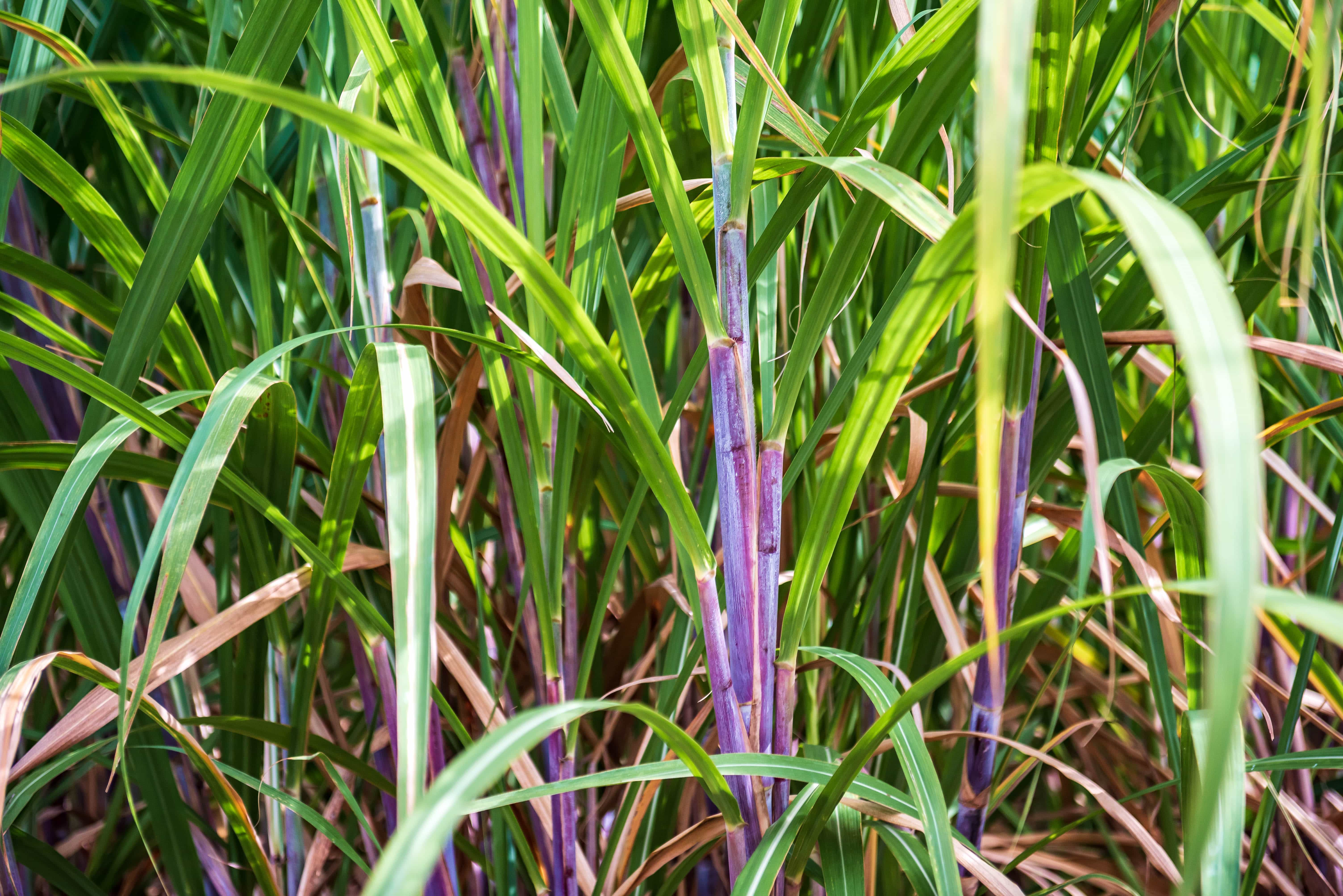 Sugar Cane, Guadeloupe by Patrick Bennett