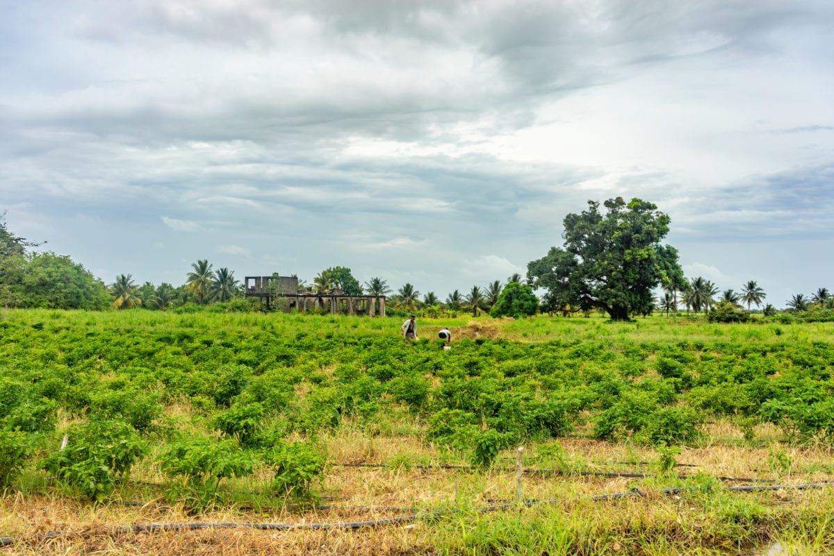 Marie Sharp's farms