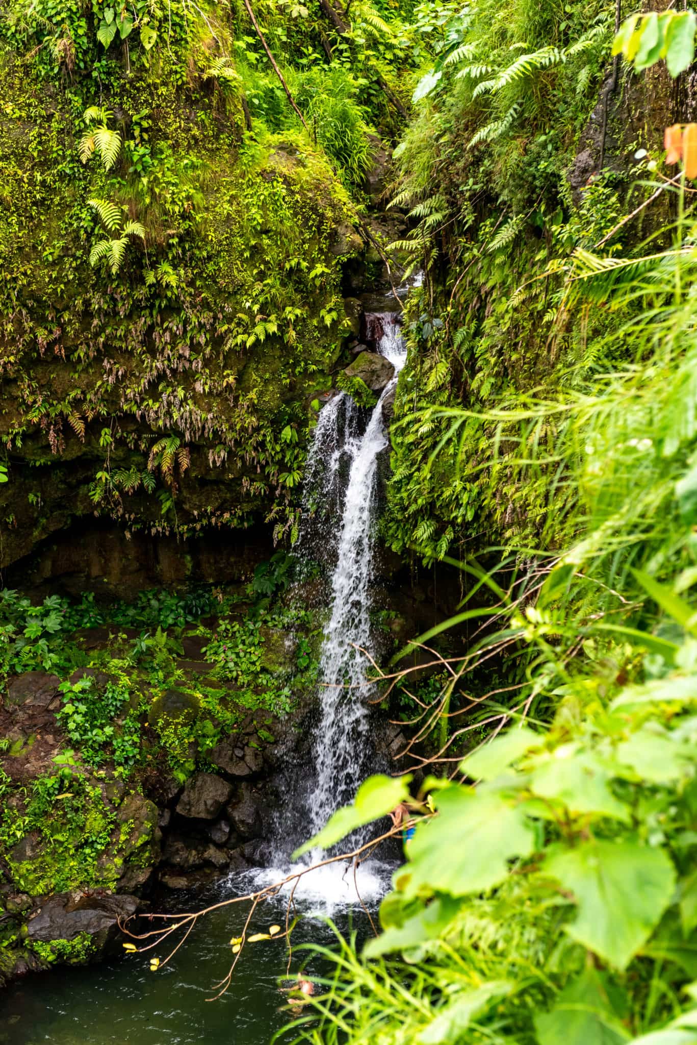 Emerald Pool Waterfall Dominica