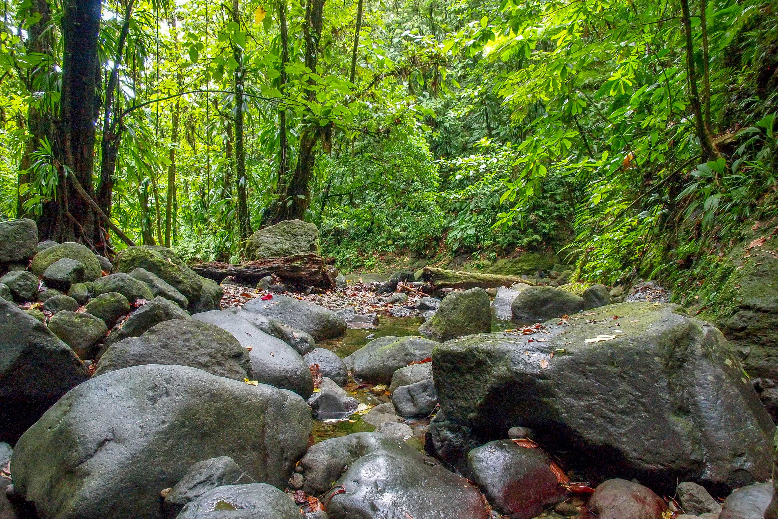 Home of the Maroons of Dominica, Deep In the wilds of the Nature Island | SBPR