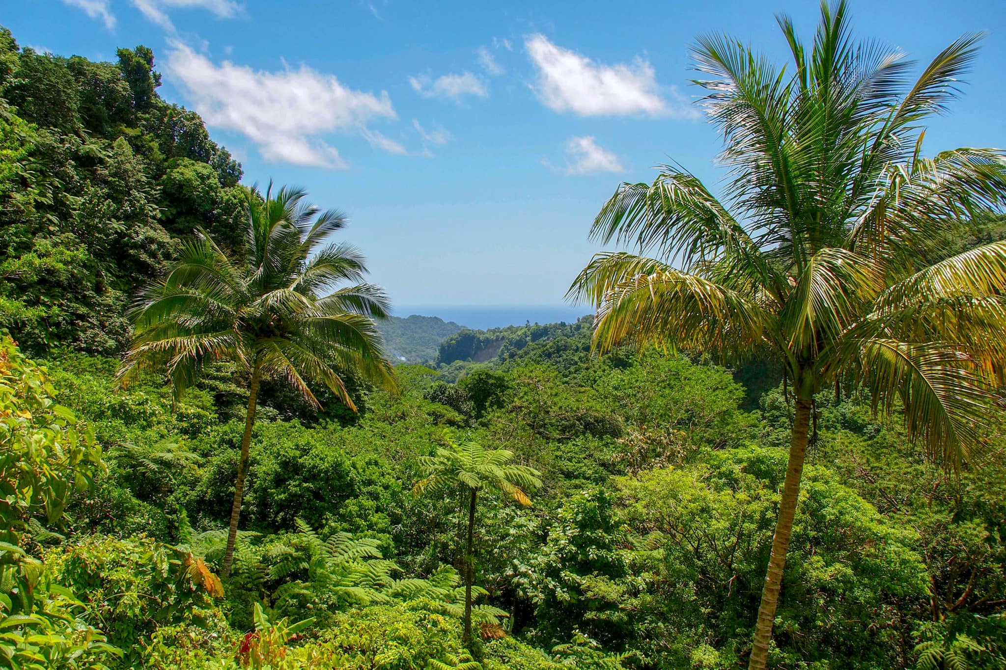Dominica The Maroons of Dominica lived in dense highlands like this above Rosalie Bay | SBPR
