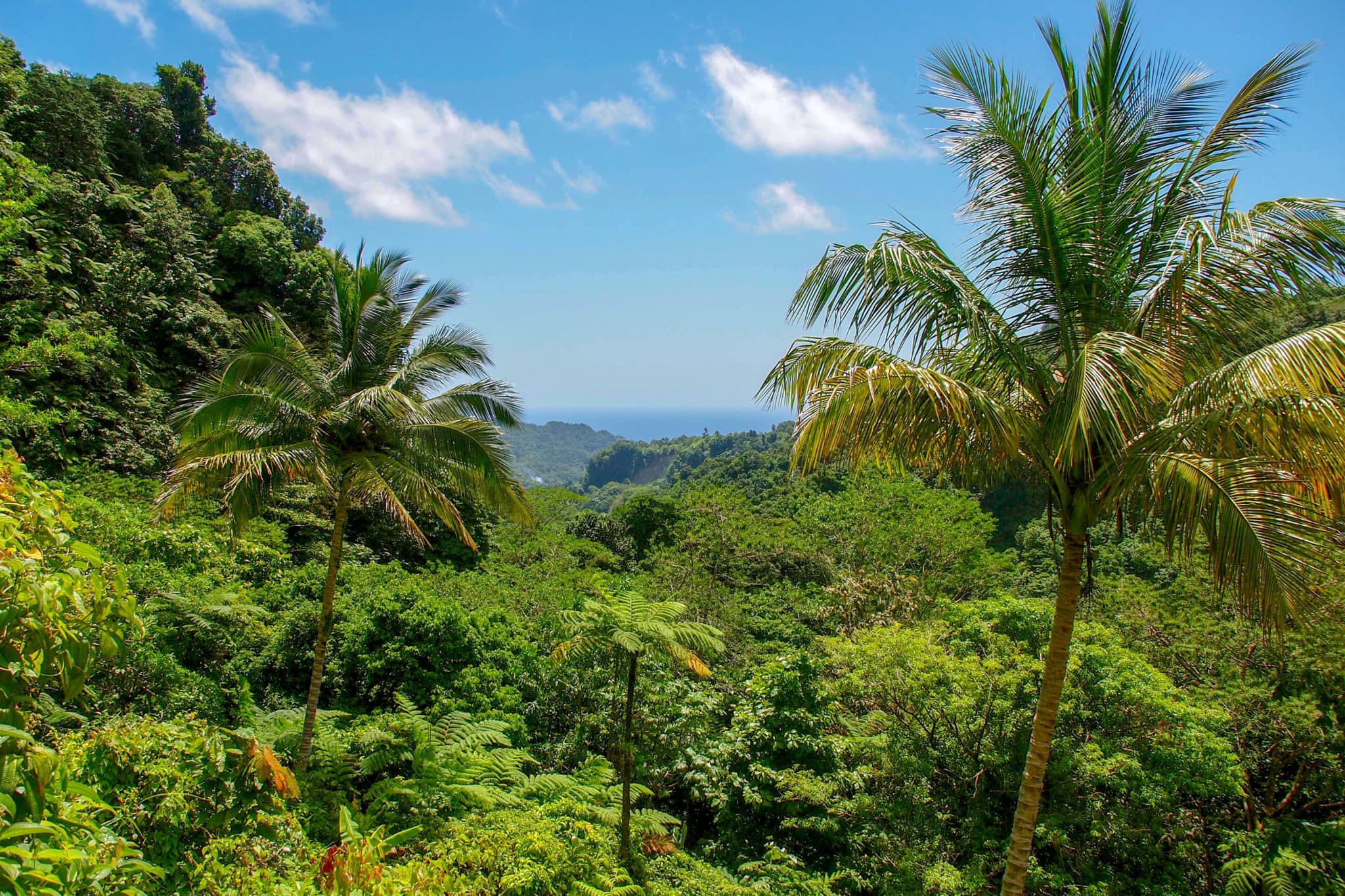 The Maroons of Dominica lived in dense highlands like this above Rosalie Bay | SBPR