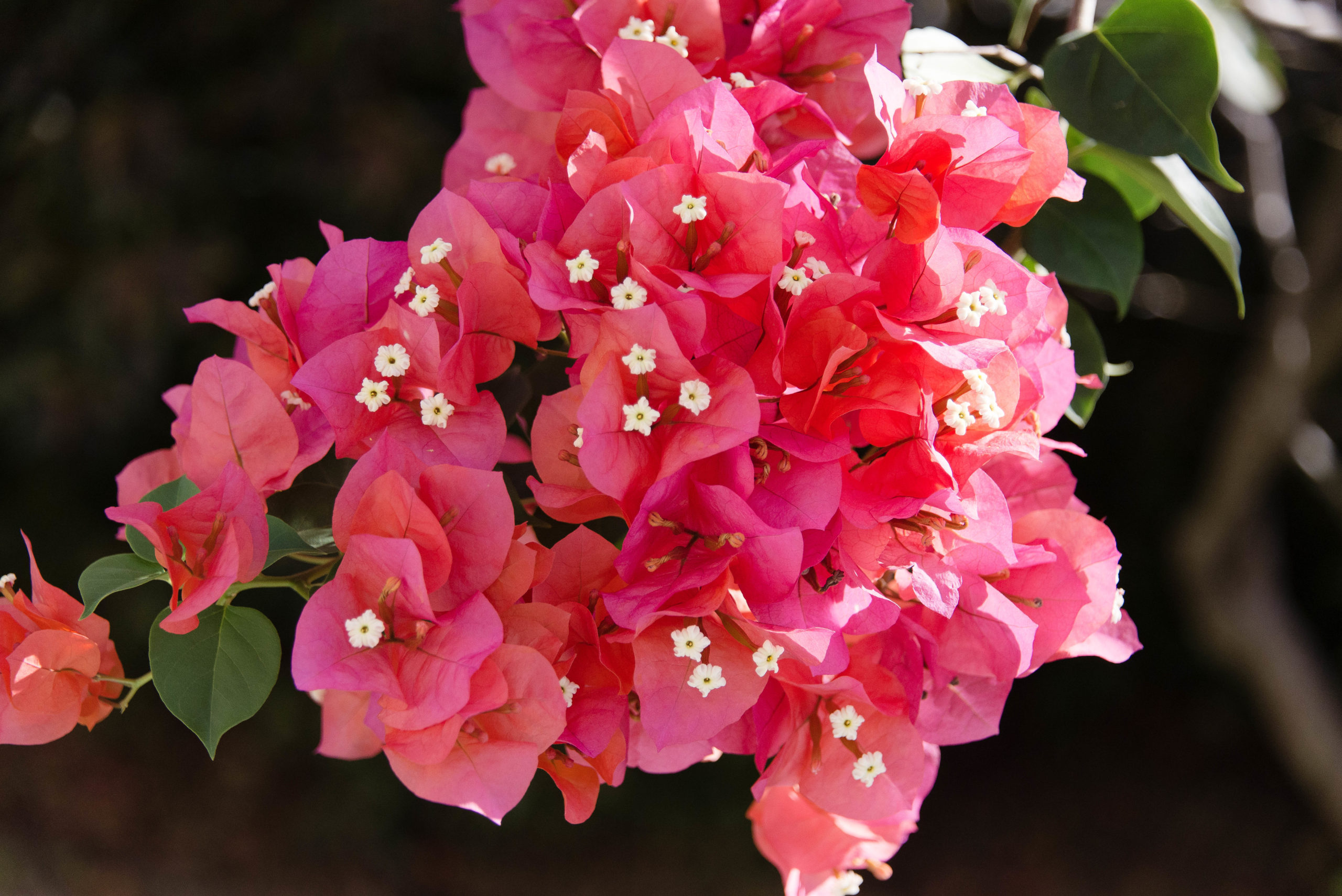 bougainvillea colors