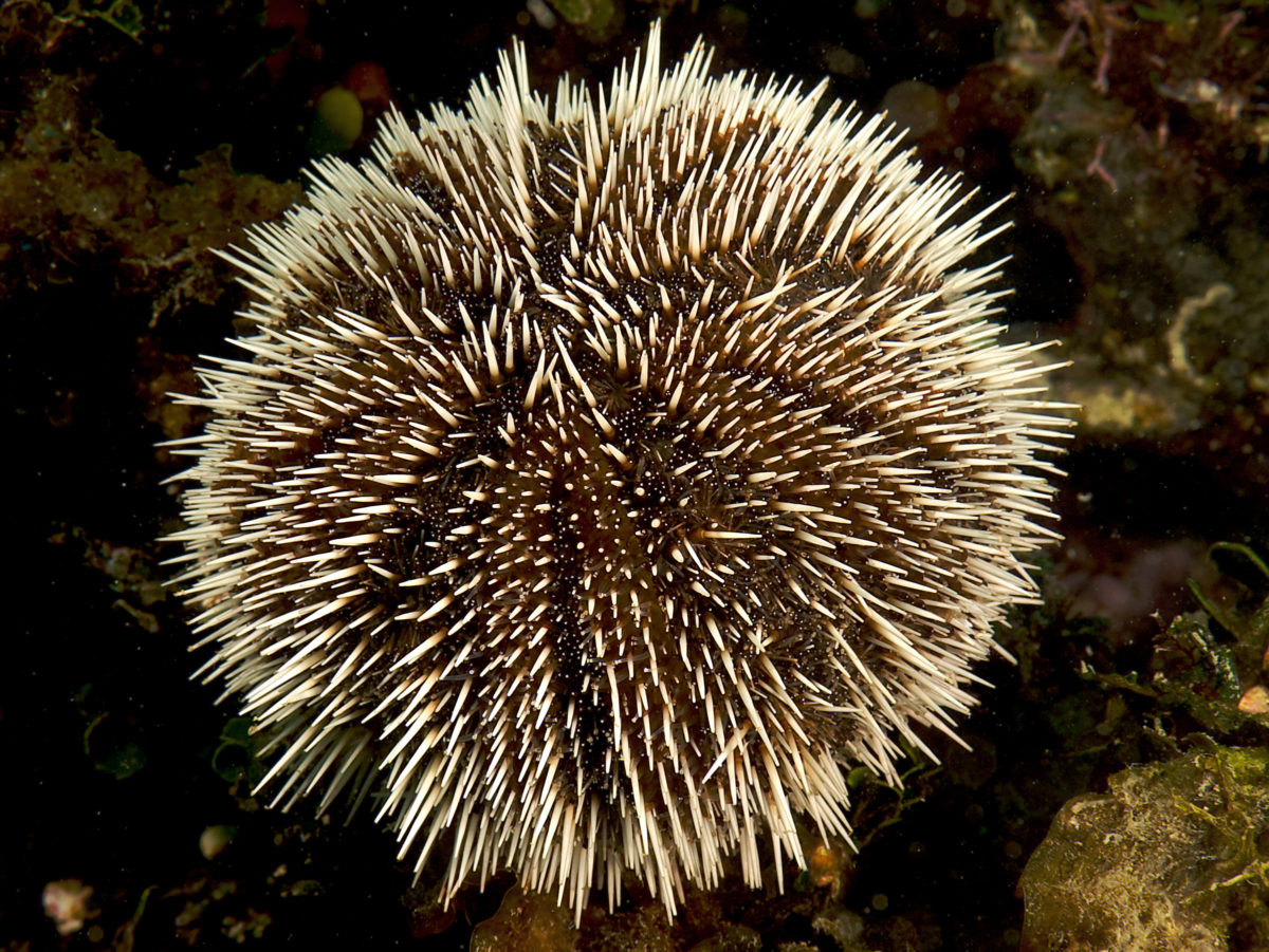 West Indian sea egg