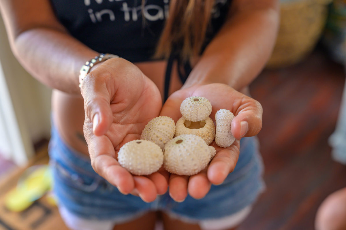 Sea Eggs