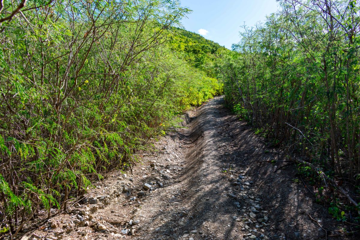 All uphill Goat Hill Trail, St. Croix