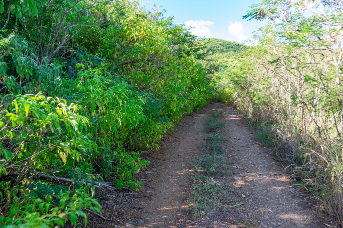 Shady lower portion of the Goat Hill Trail