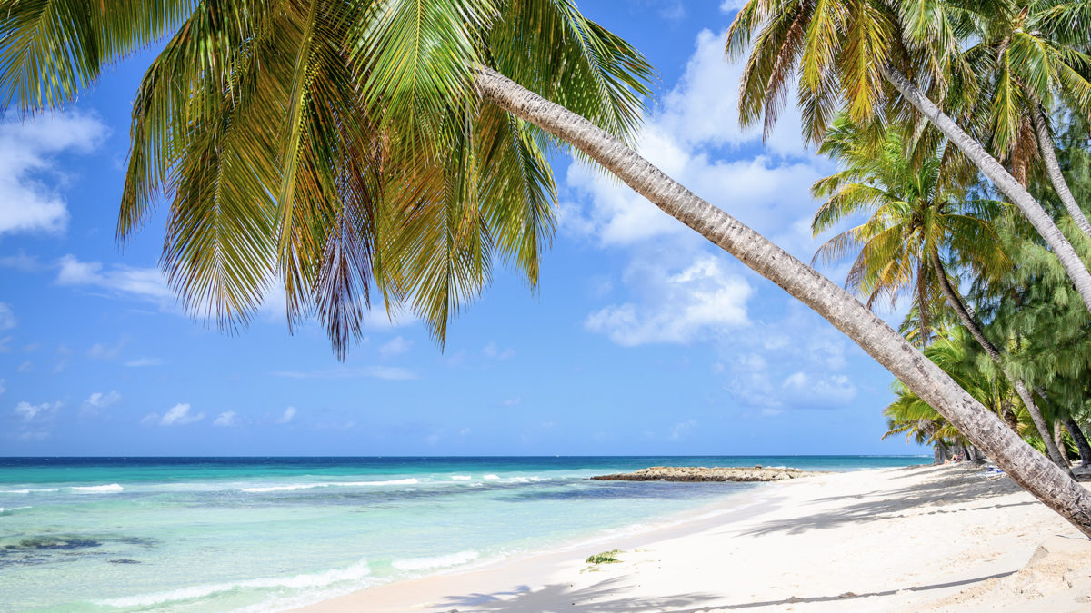 Barbados Beach Zoom Virtual Background