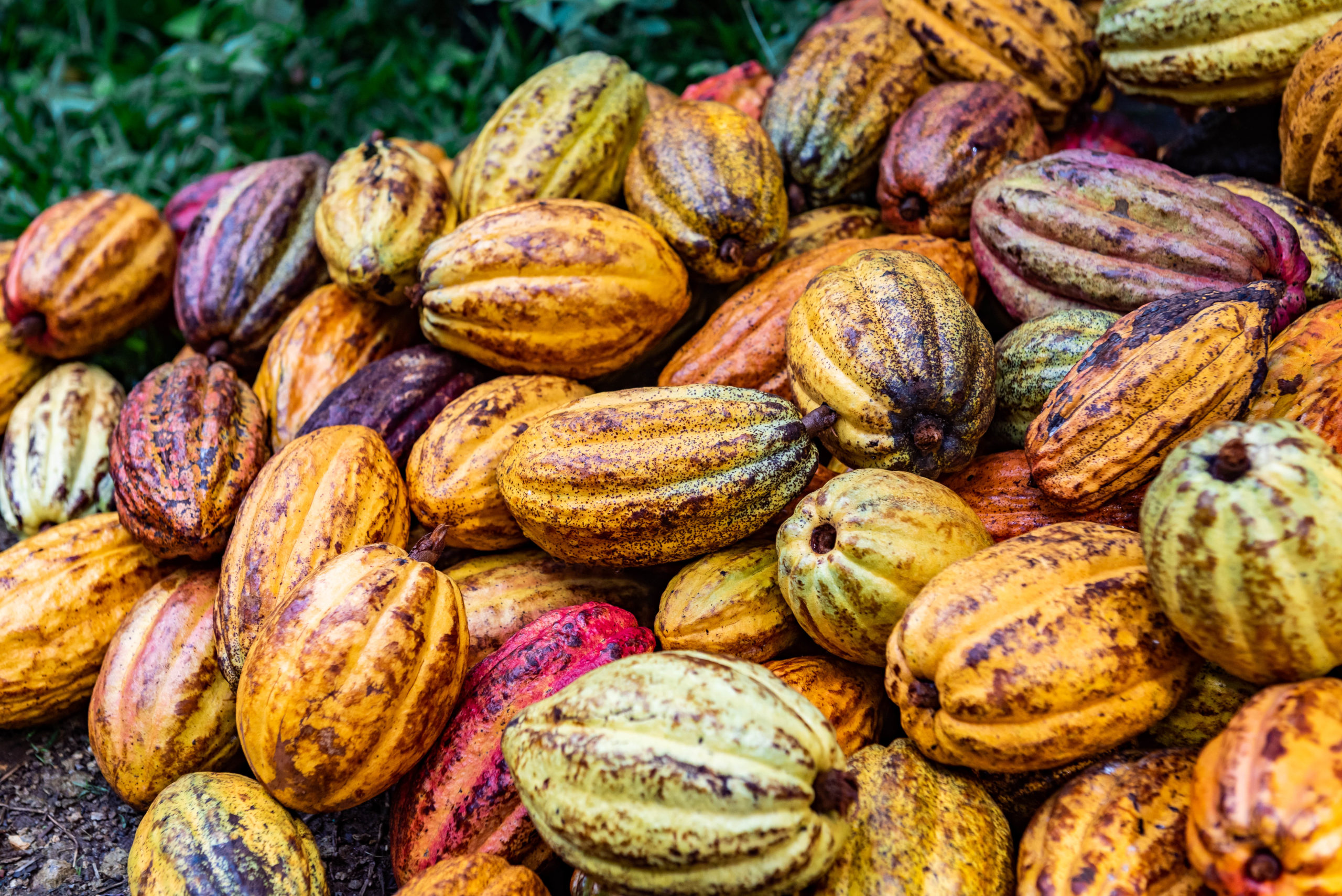 Caribbean Cacao