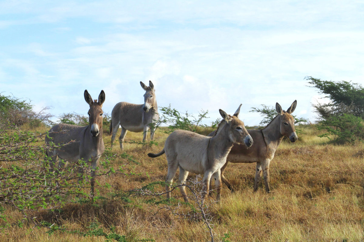 Barbuda donkeys