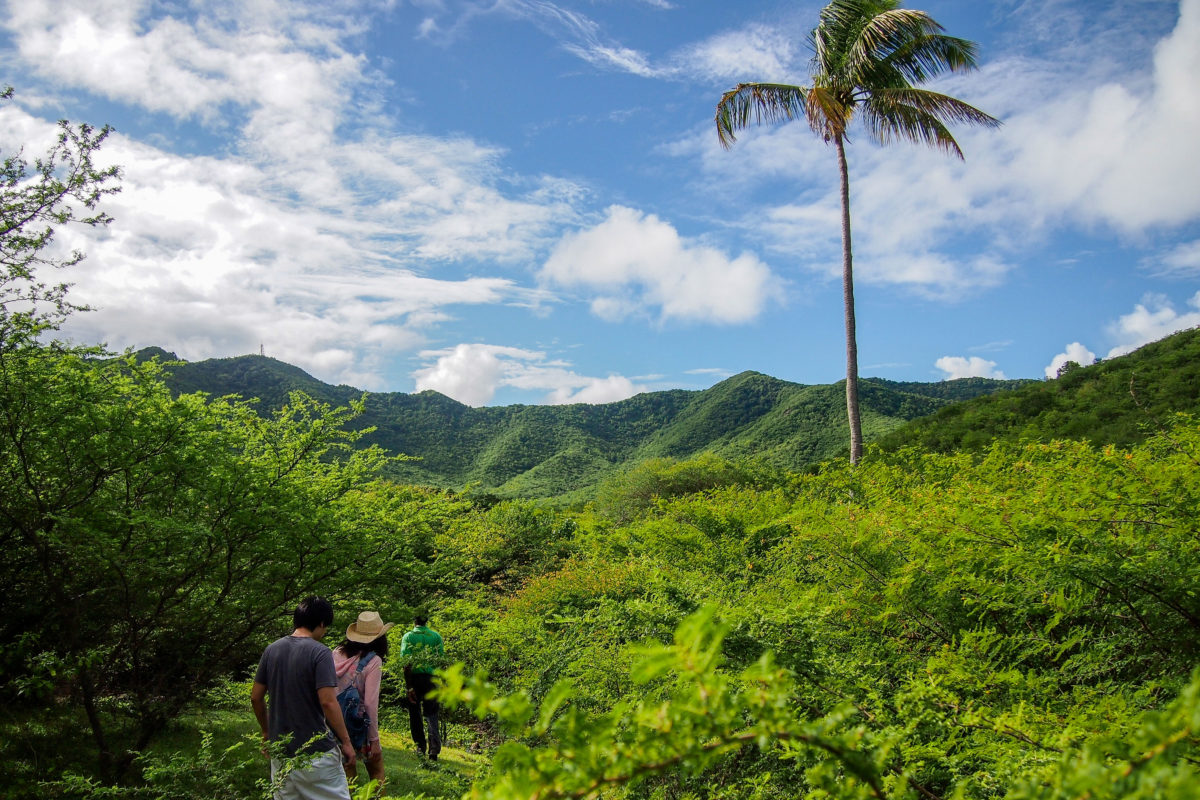 In de bush on the way to Bolans, Antigua