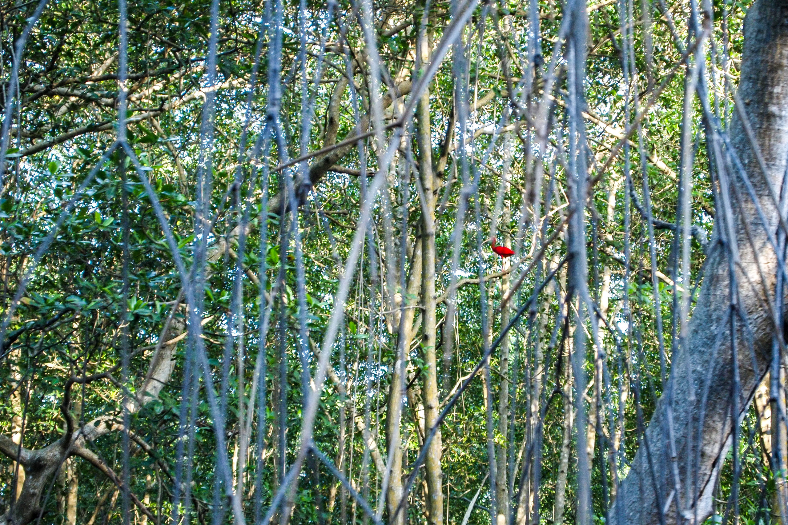 Trinidad Scarlet Ibis
