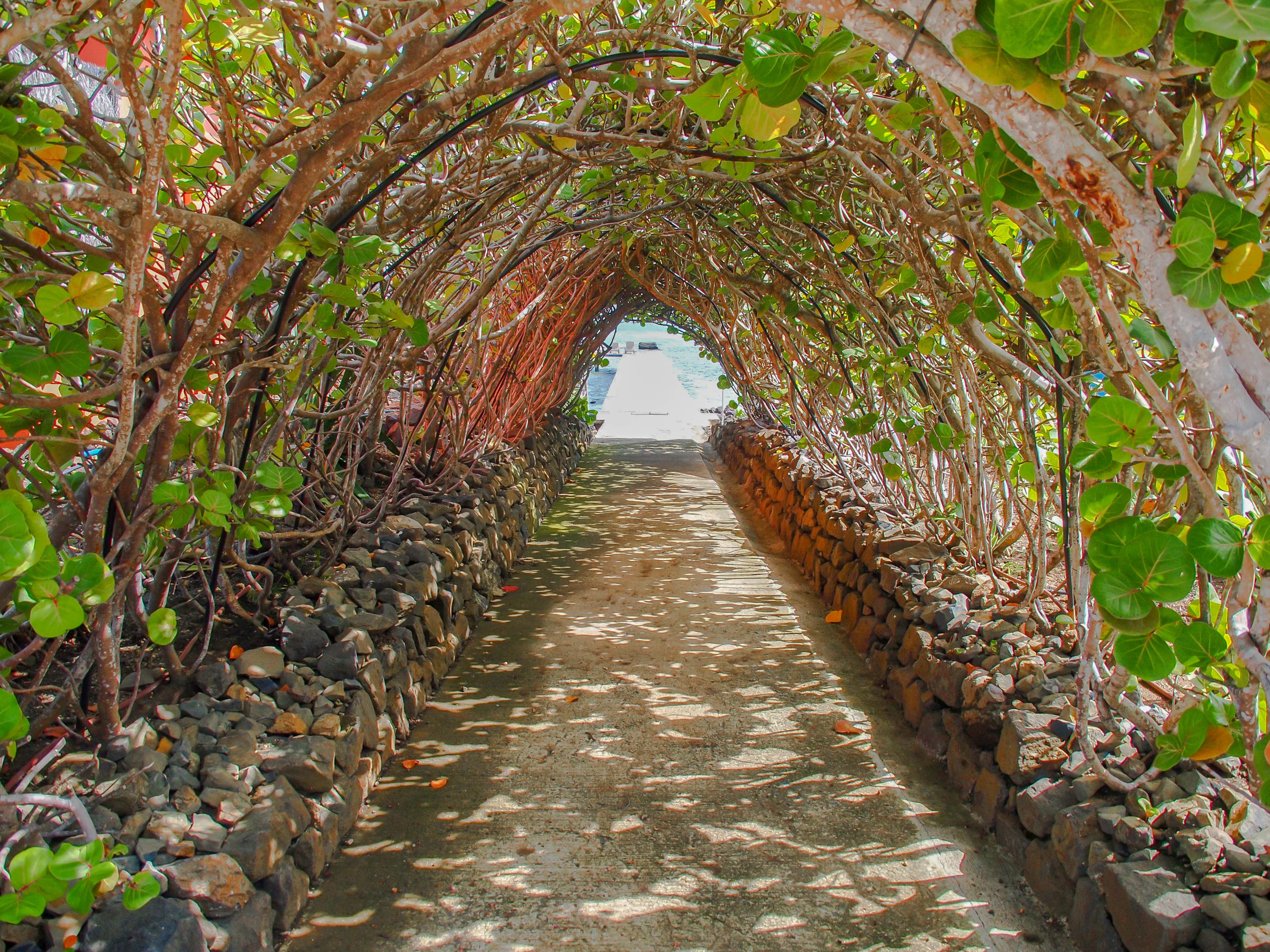 Sea Grape Tunnel