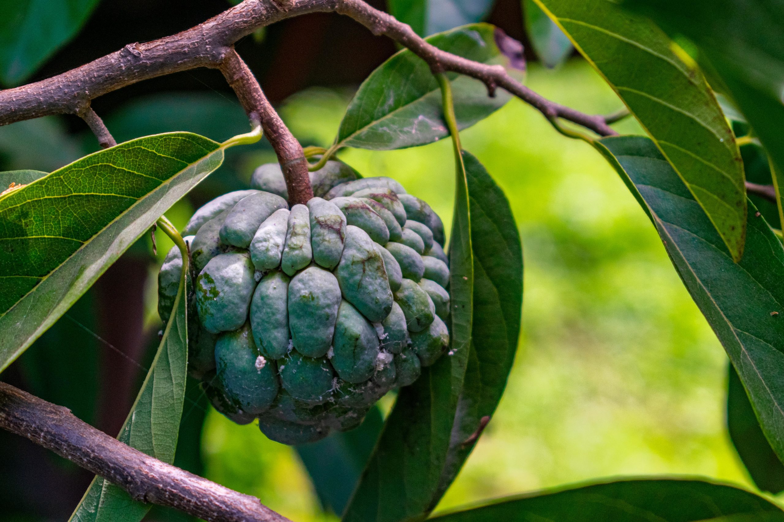 Sugar Apple