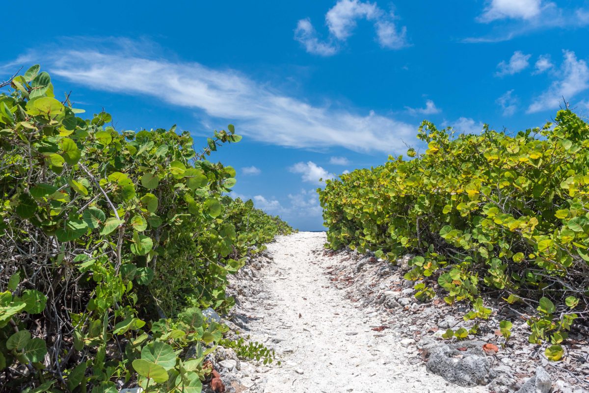 Sea grape path to paradise