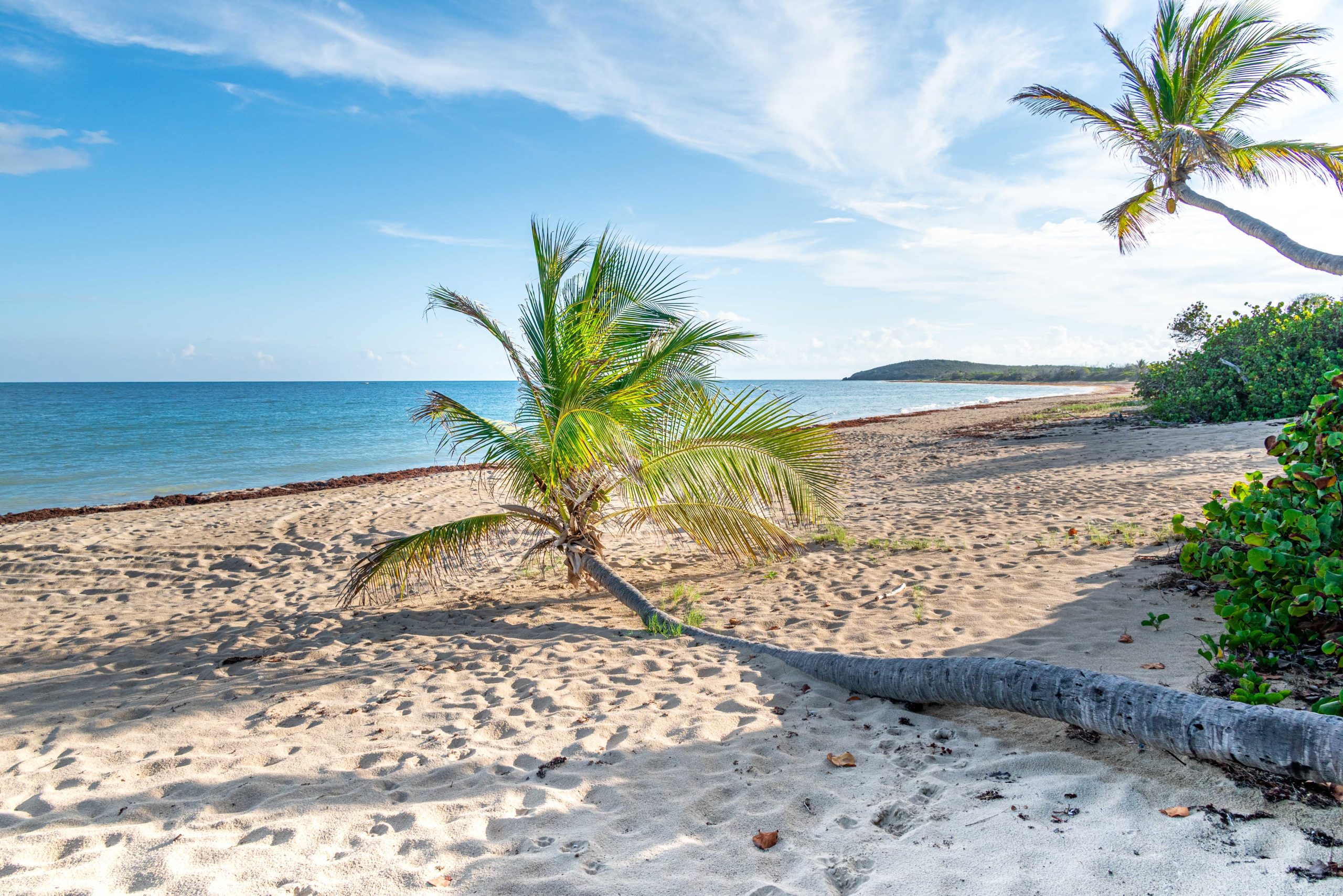 Prone Coconut Palm